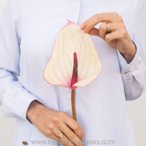 REAL TOUCH Антуриум большой (Бело-розовый)