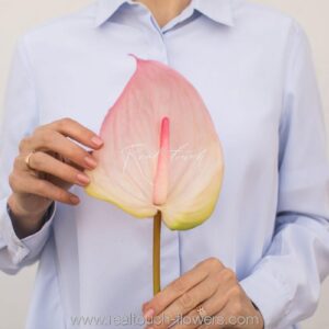 REAL TOUCH Антуриум большой (Розовый)