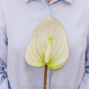 REAL TOUCH Антуриум большой (Бело-зеленый)