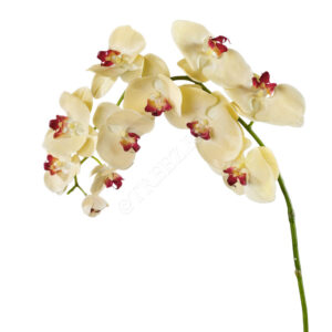 TREEZ Collection Орхидея Фаленопсис с бордо 11цв (Бледно-золотистая)