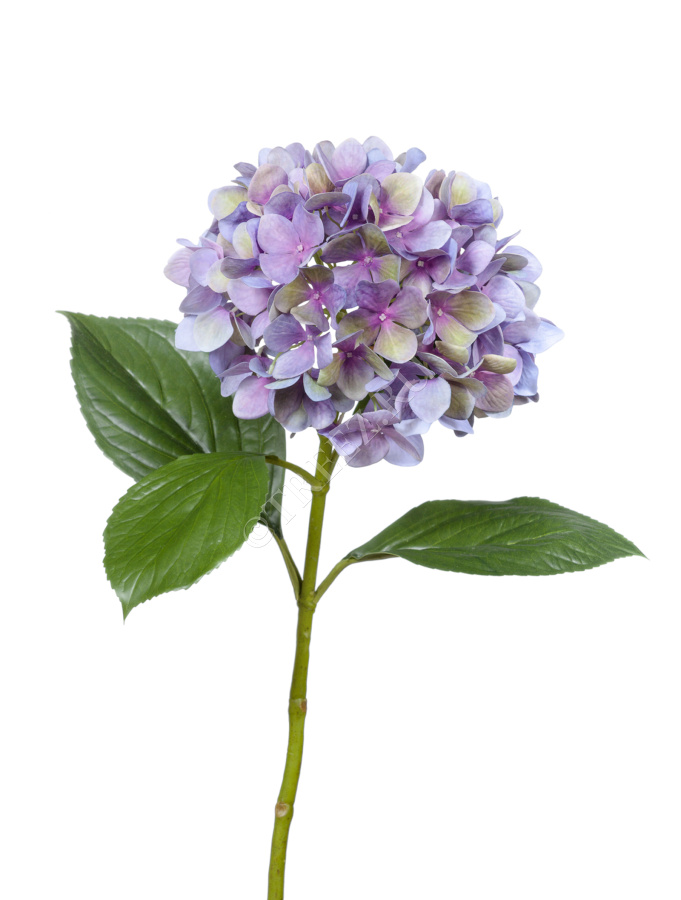 TREEZ Collection Гортензия "Grande Fiore" (Сиреневый)