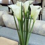 Скидка 50% на цветы TREEZ Collection!!!